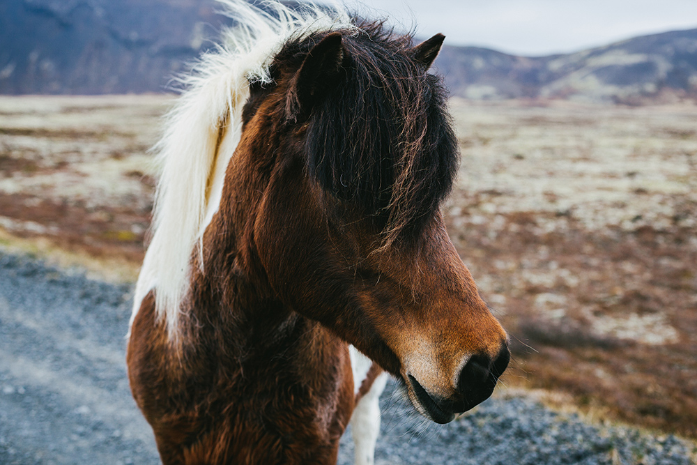 Mit isländischen Pferden ausreiten – Reiten bei Reykjavik